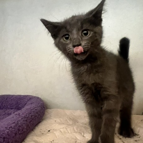 CHRISTOPHER - Domestic Shorthair available for adoption