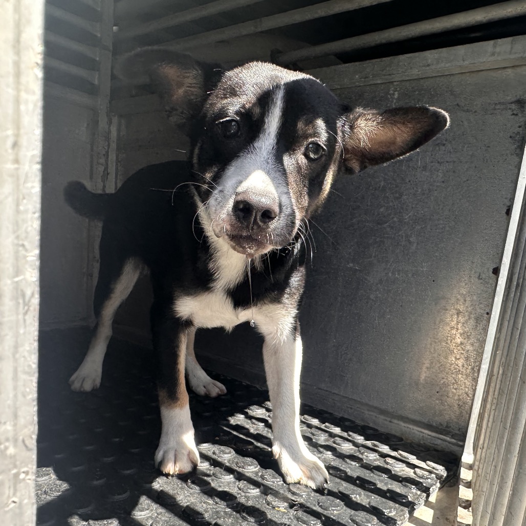 BUSTER - Terrier / Mixed Breed (Medium) available for adoption