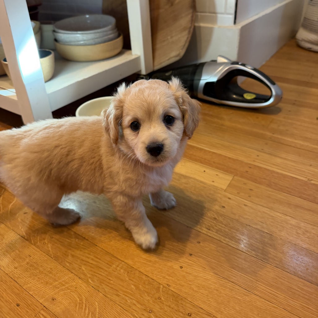 PRESLEY, photo 7