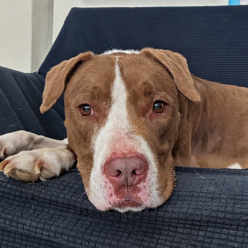 VELVET - Terrier / American Staffordshire available for adoption