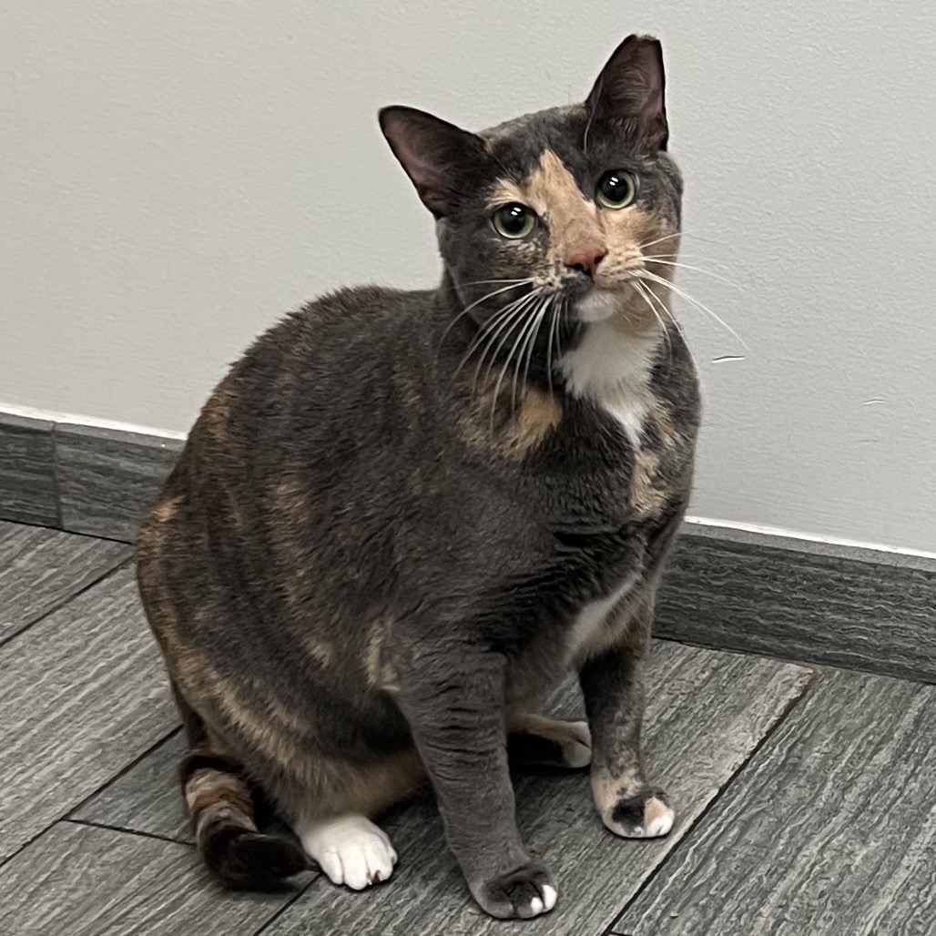 BELLA - Domestic Shorthair available for adoption