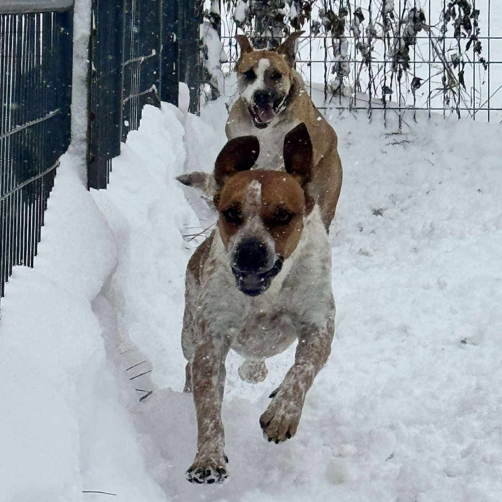 Scotch- Graduated Paws-in-Prison training program!, photo 6