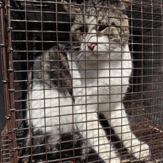 HAWAII (663940) - Domestic Shorthair available for adoption