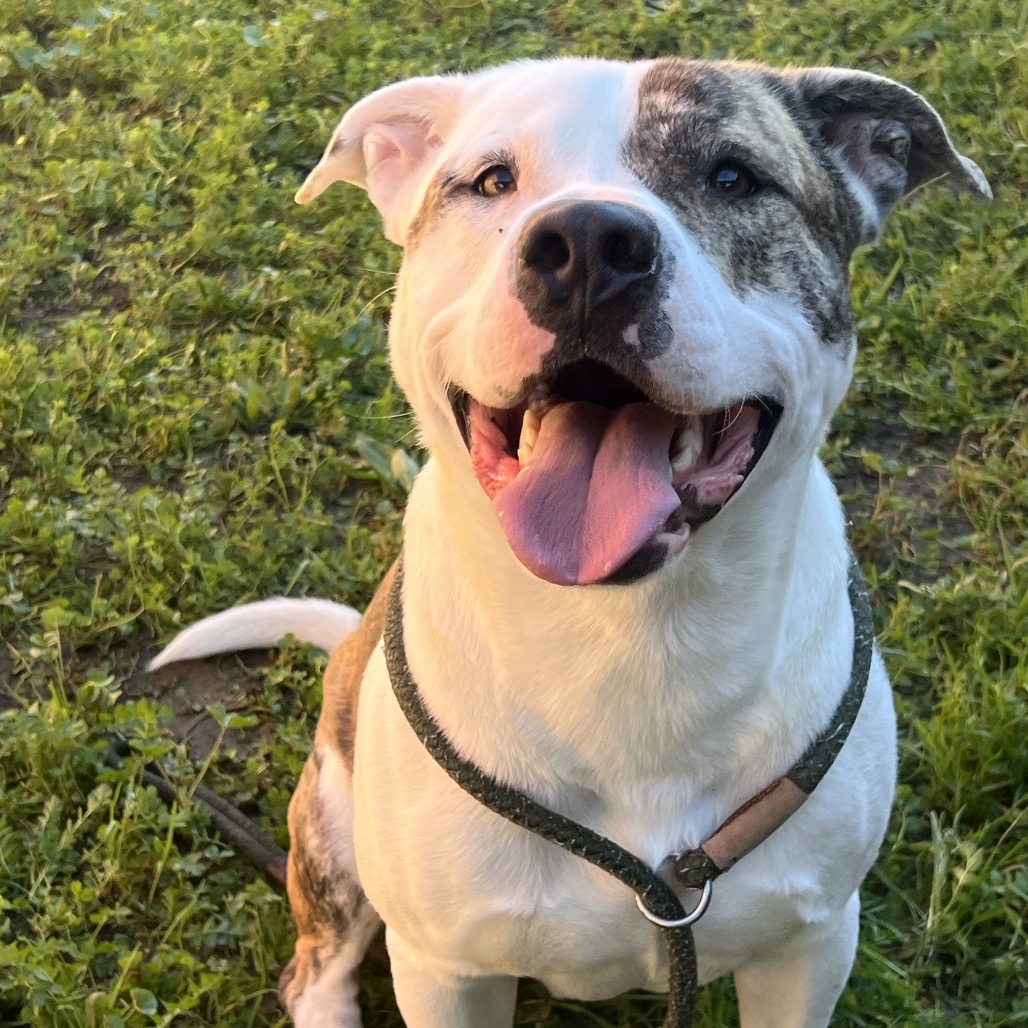 Kennel#4Dutch's preview photo