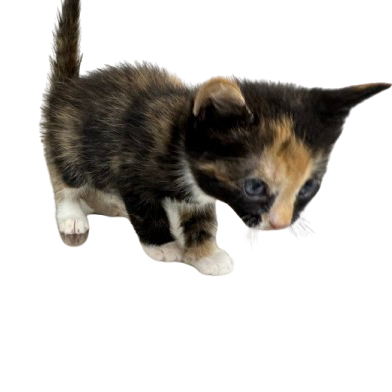 Tusc Stray 81388