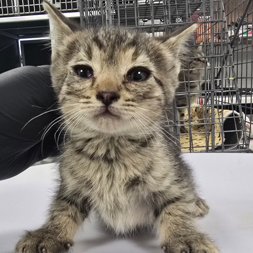 INDIA - Domestic Shorthair available for adoption