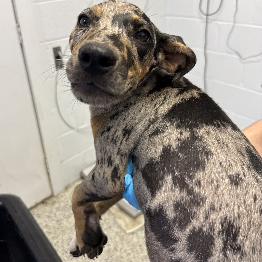 LECTURE - Catahoula Leopard Dog / Mix available for adoption
