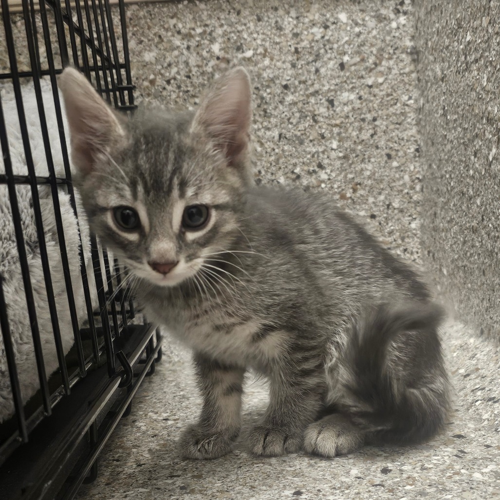 Krakatoa — thumbnail 2