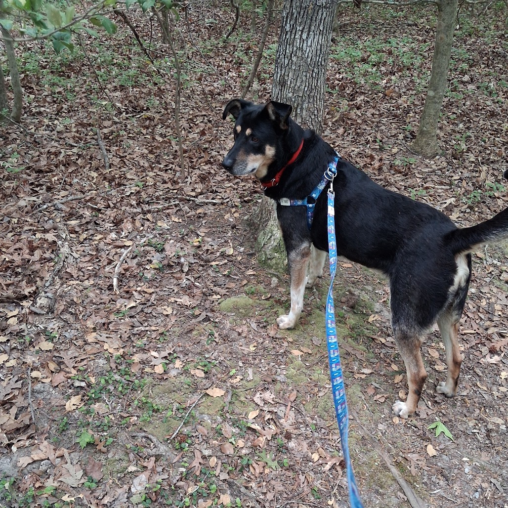 Louie, photo 13