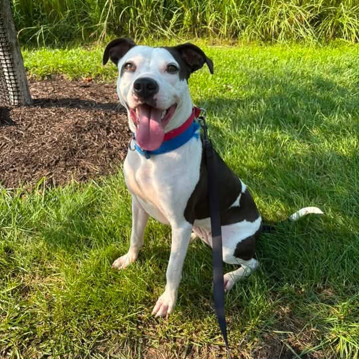 Madgie - Sponsored Adoption Fee!