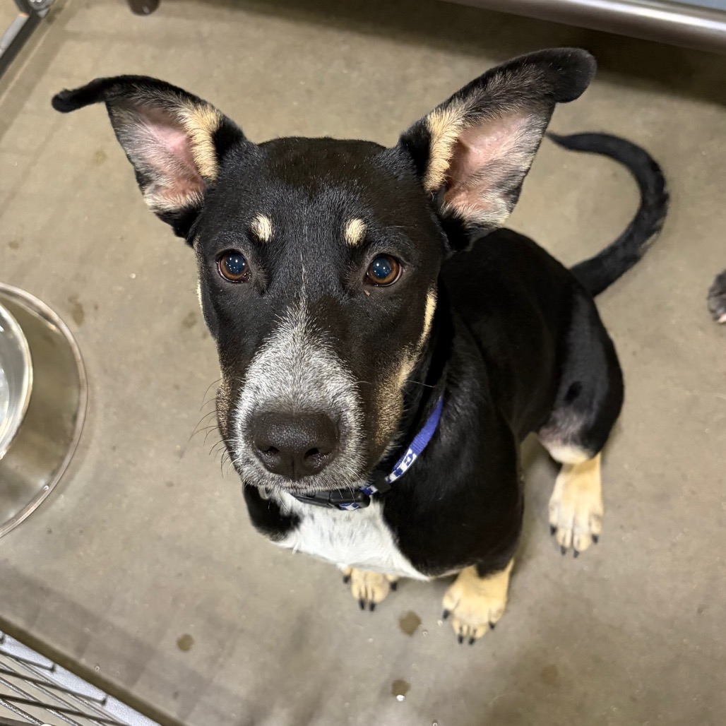 HAZEL - Shepherd / German available for adoption