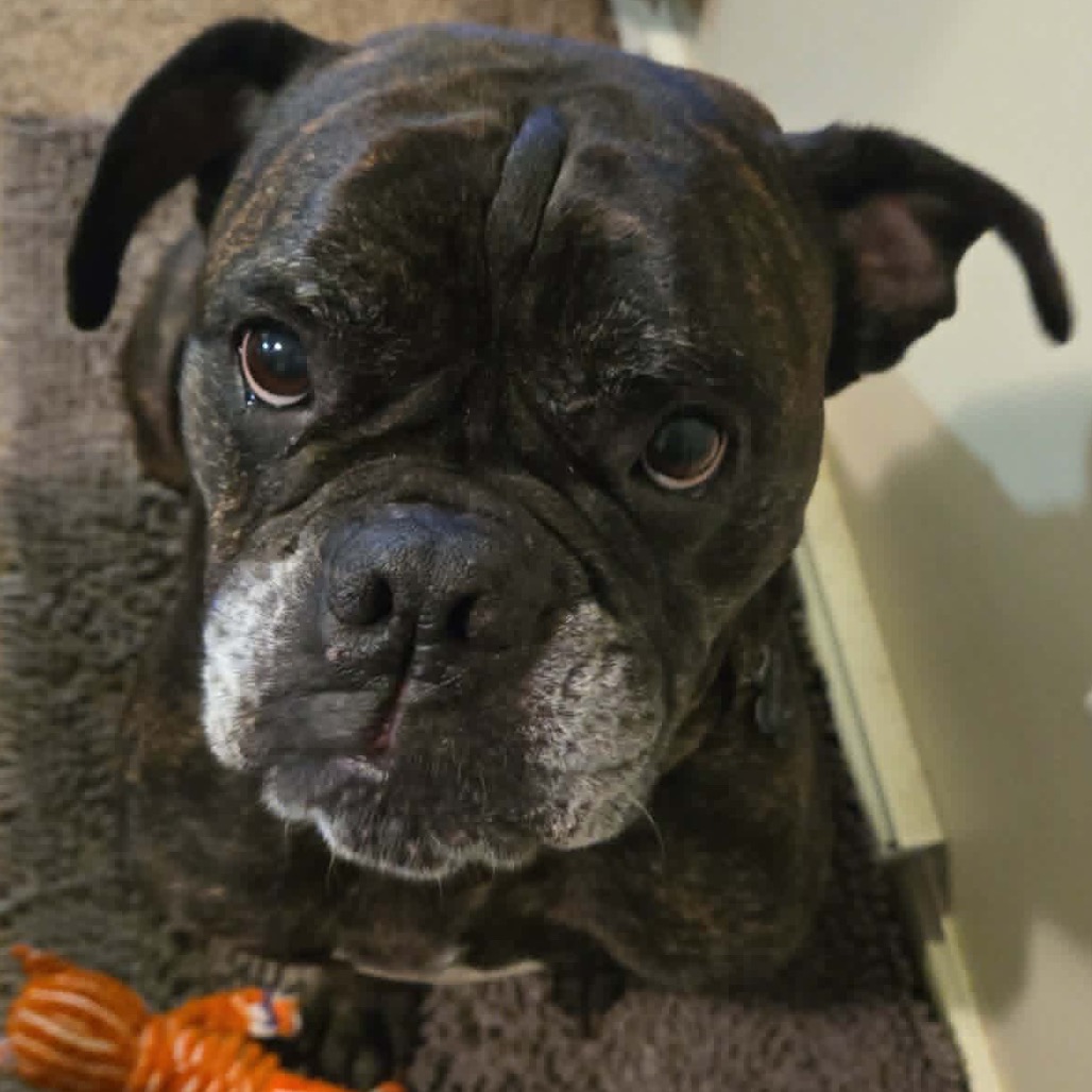 Pepper, photo 3