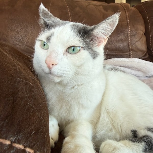 Fawn--In Foster, photo 25