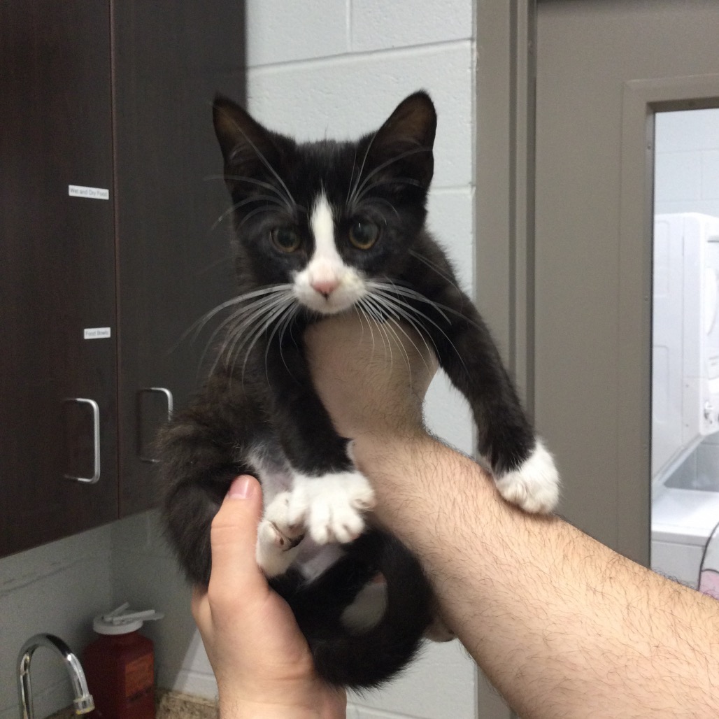 WANDA (BLACK COLLAR) - Domestic Shorthair available for adoption
