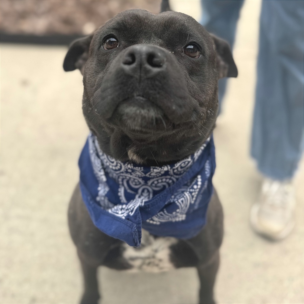 Clyde — thumbnail 2