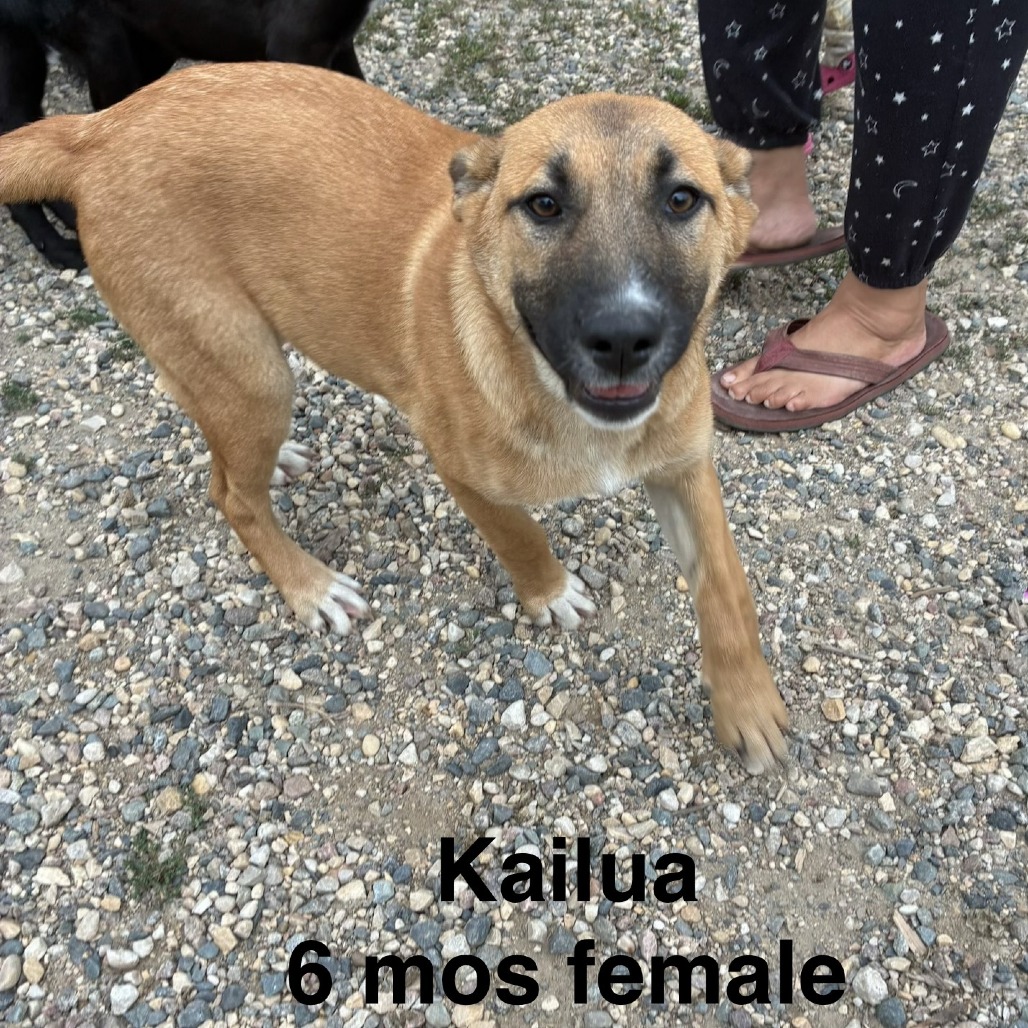 Kailua