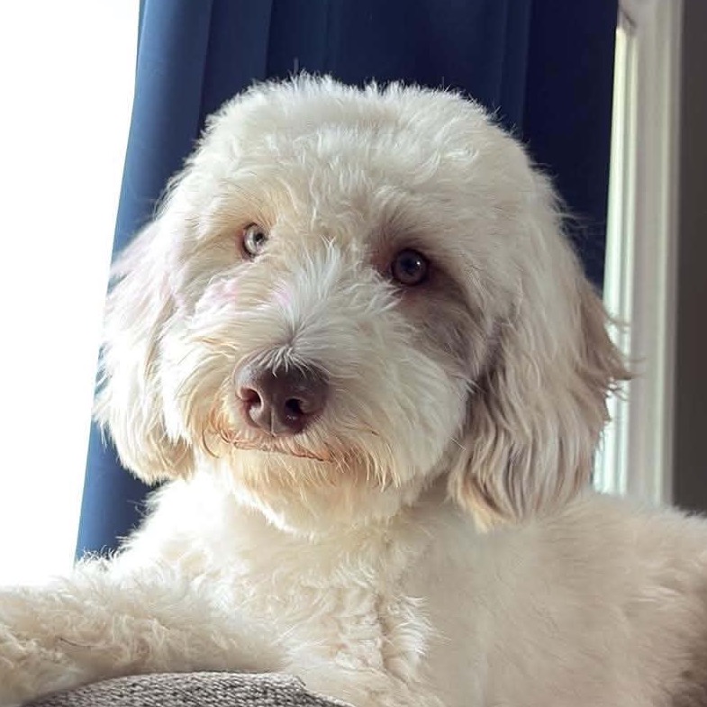 Wally, available for adoption
