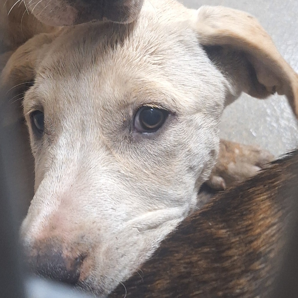 Kennel#25b's preview photo