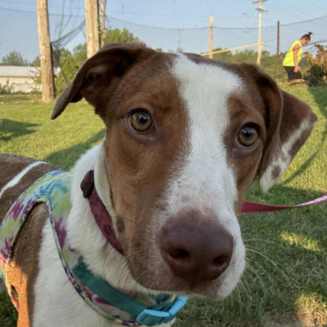Honeybun, available for adoption