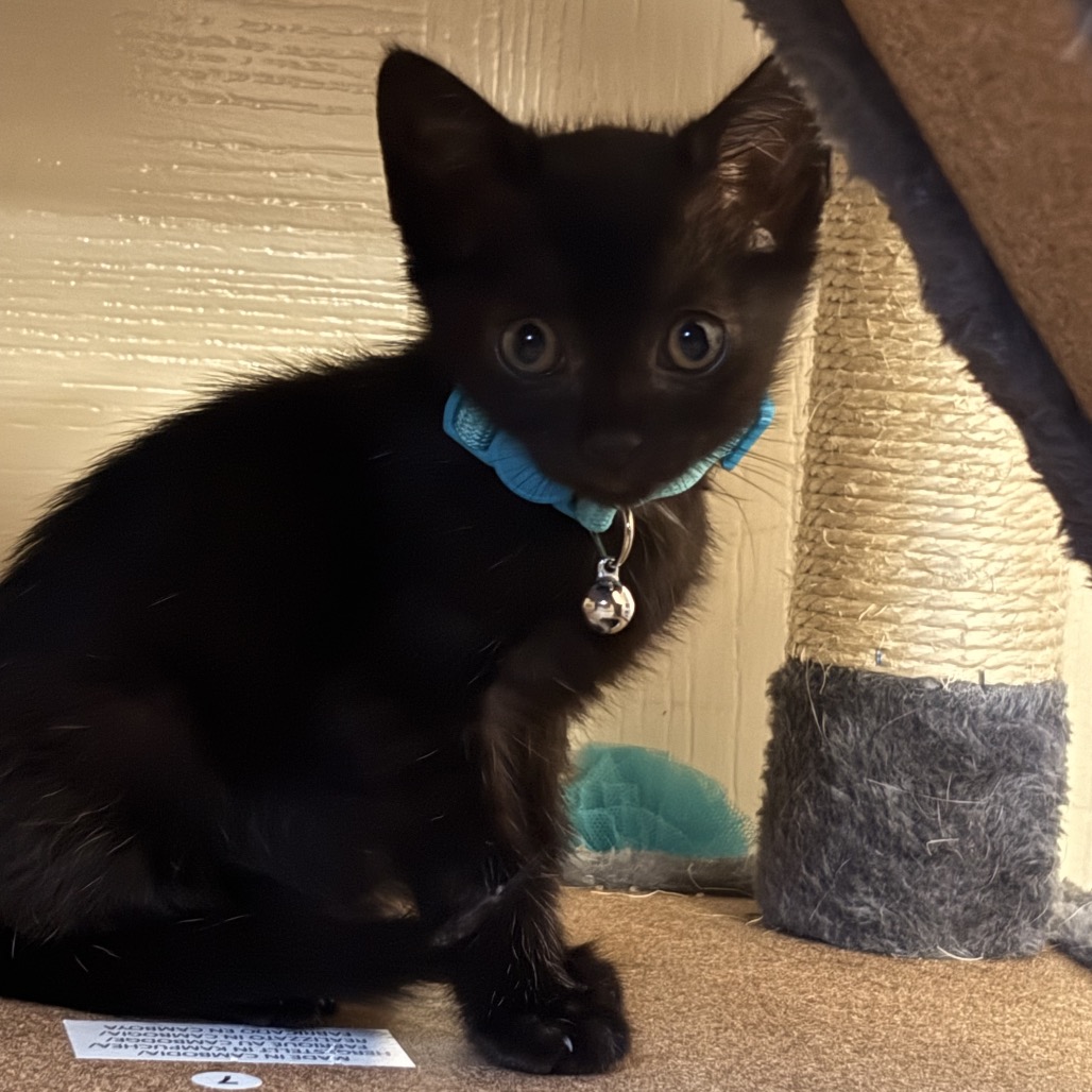 RC COLA - Domestic Shorthair available for adoption