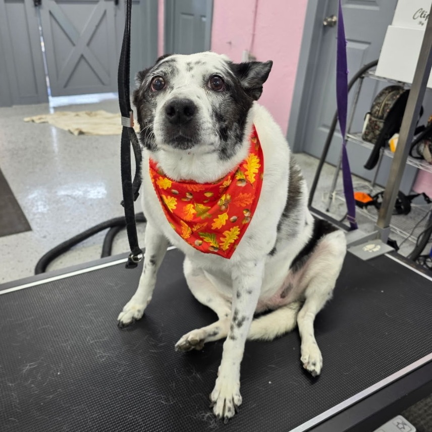 Photo of Speckles 12
