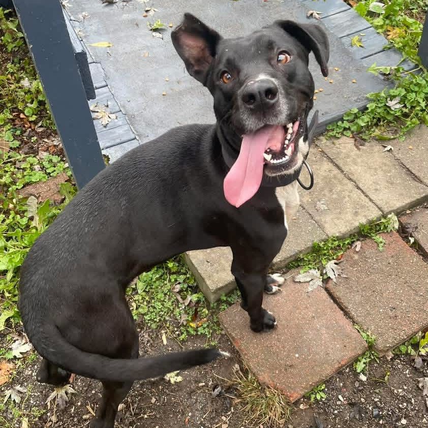 Teddy — thumbnail 4