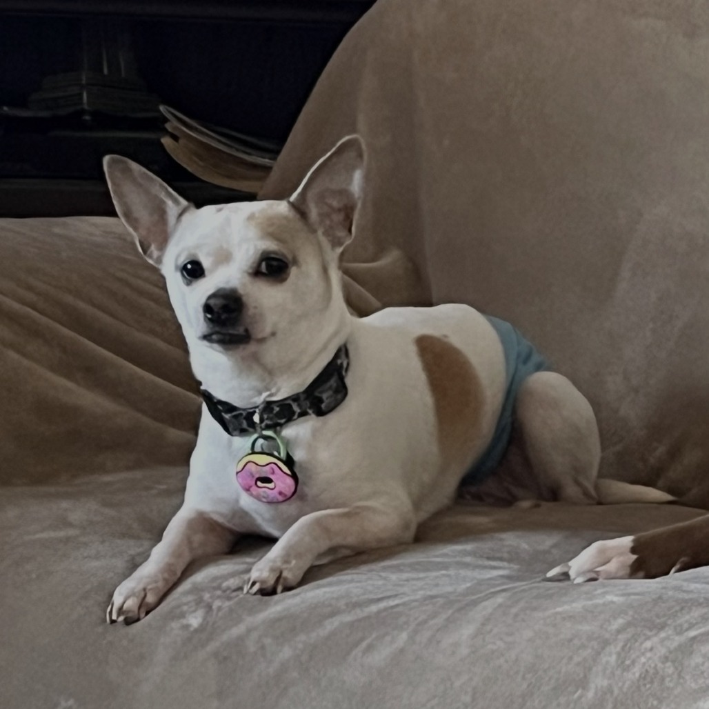 Bandit — thumbnail 7