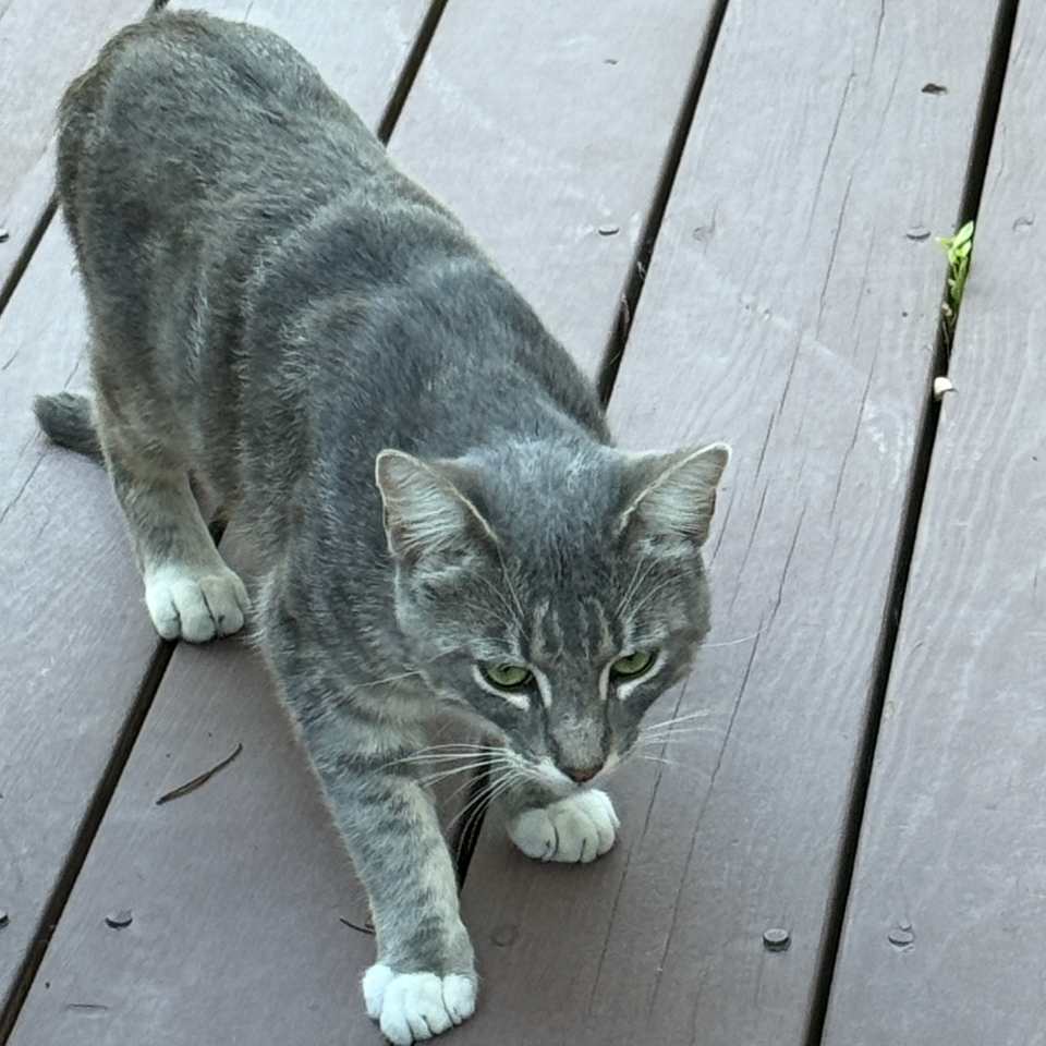 CAMERON - Domestic Shorthair available for adoption