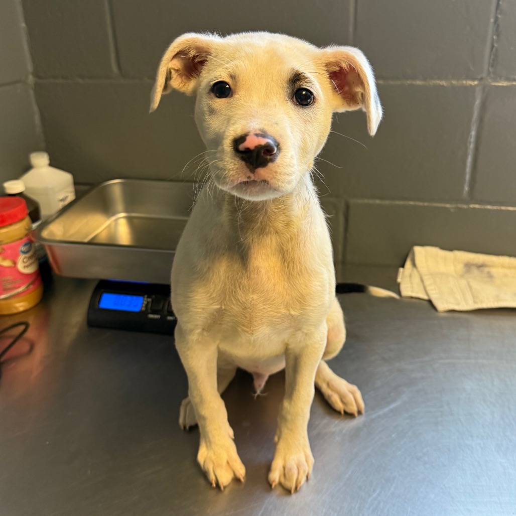  Photo of TUSC-Stray-83972