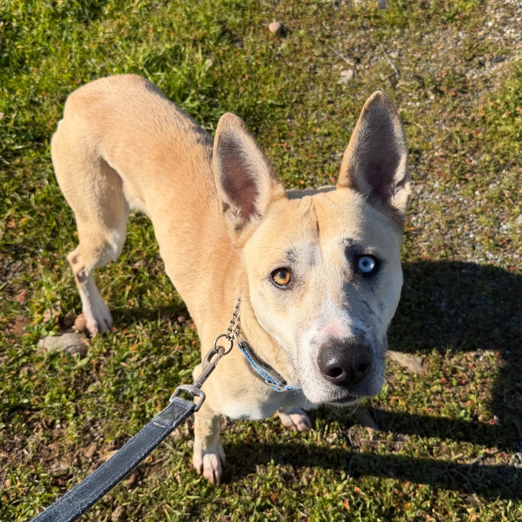 ELSIE — thumbnail 3