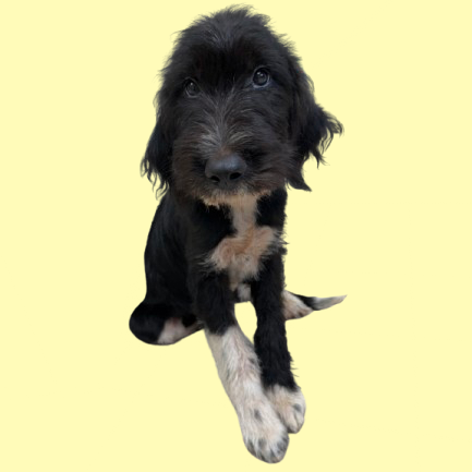 Tusc Stray 82256