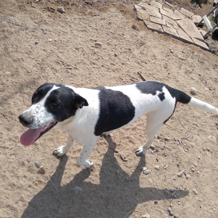 Mixed Breed