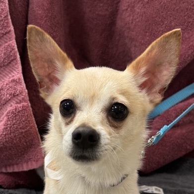 Max