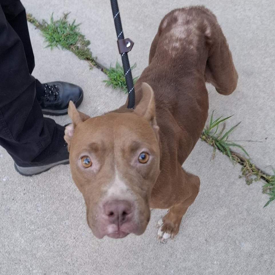 GABY BIRL - Terrier / American Pit Bull available for adoption