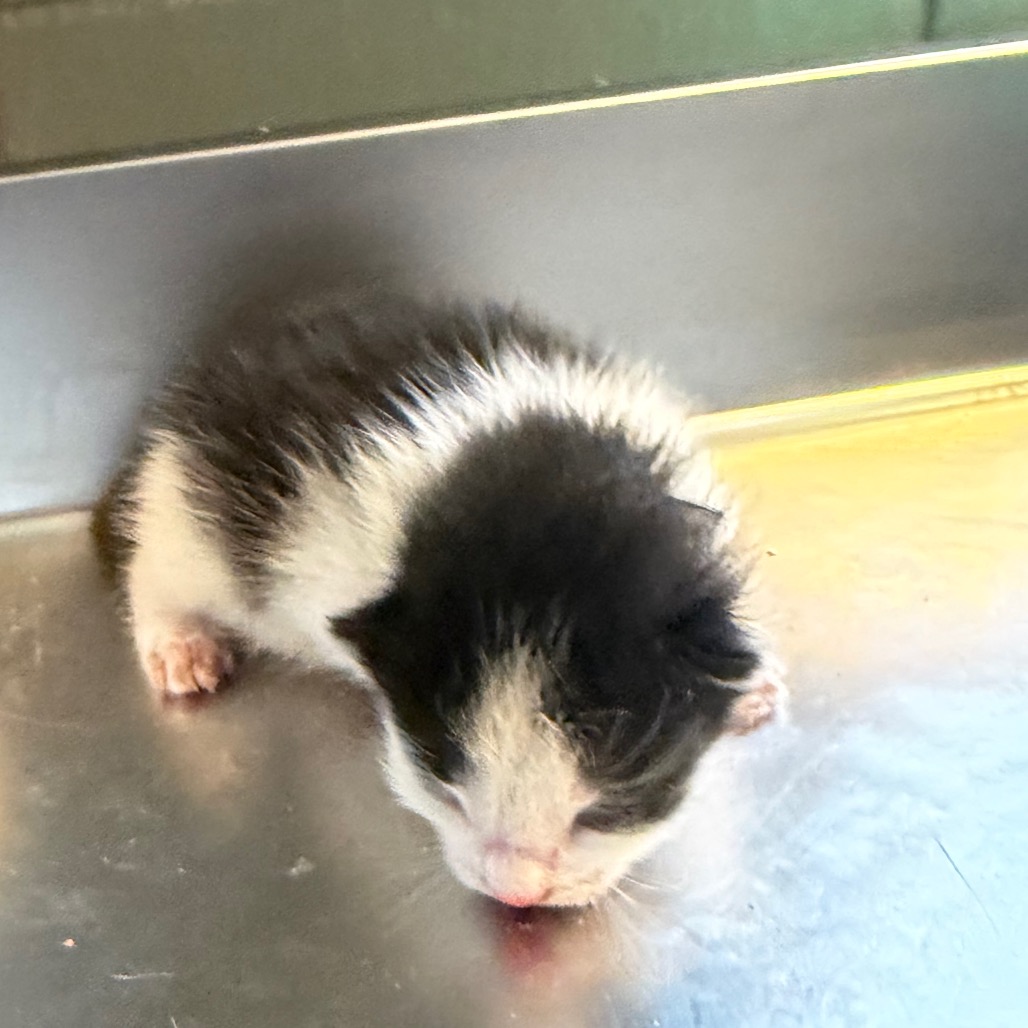 Tusc Stray 85744 2