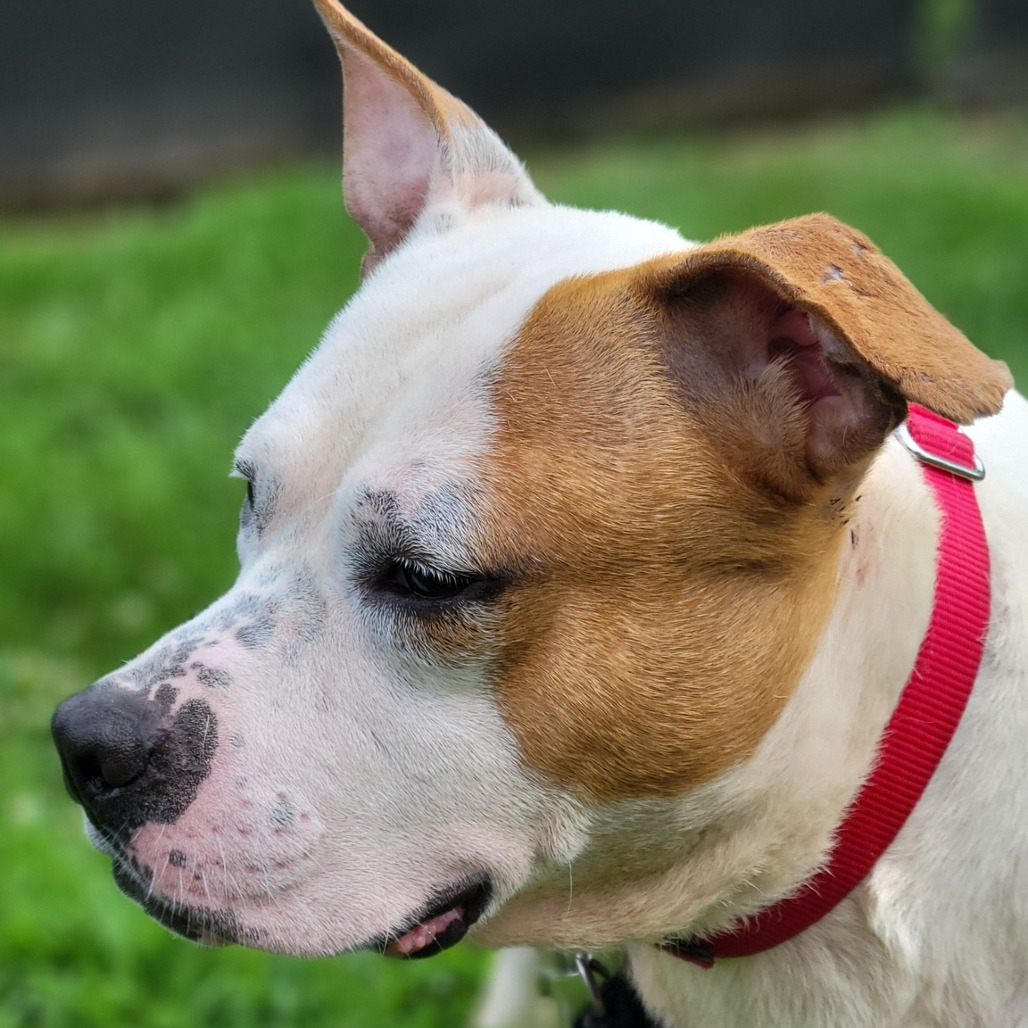 Photo of Dexter 16