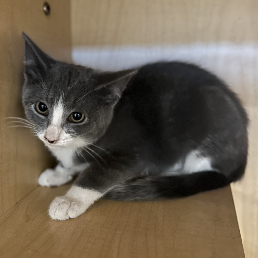 DRESSER - Domestic Shorthair available for adoption