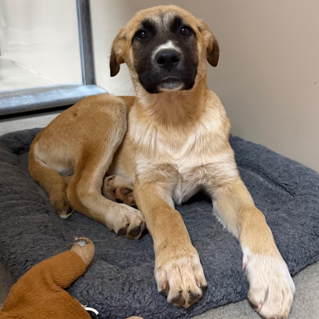 Kennel#26b(Green)'s preview photo