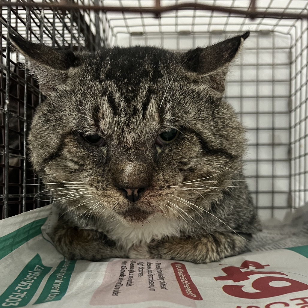 PVAS-STRAY-246239_2_3_4_5 - Domestic Shorthair available for adoption