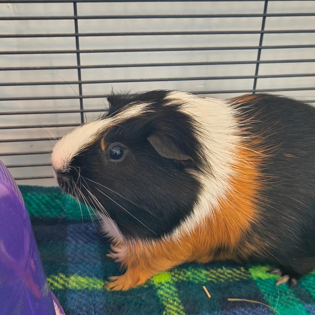 LUFFY - American available for adoption