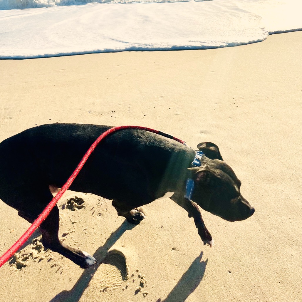 Bowser, photo 36