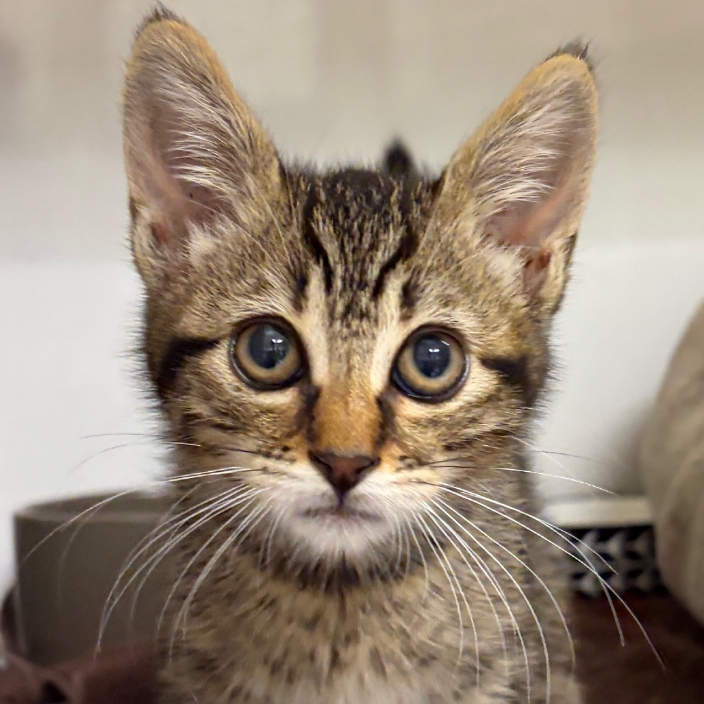 Luigi - Domestic Shorthair