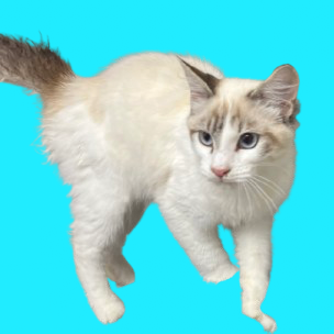  Photo of TUSC-Stray-83100_2_3_4_5_6