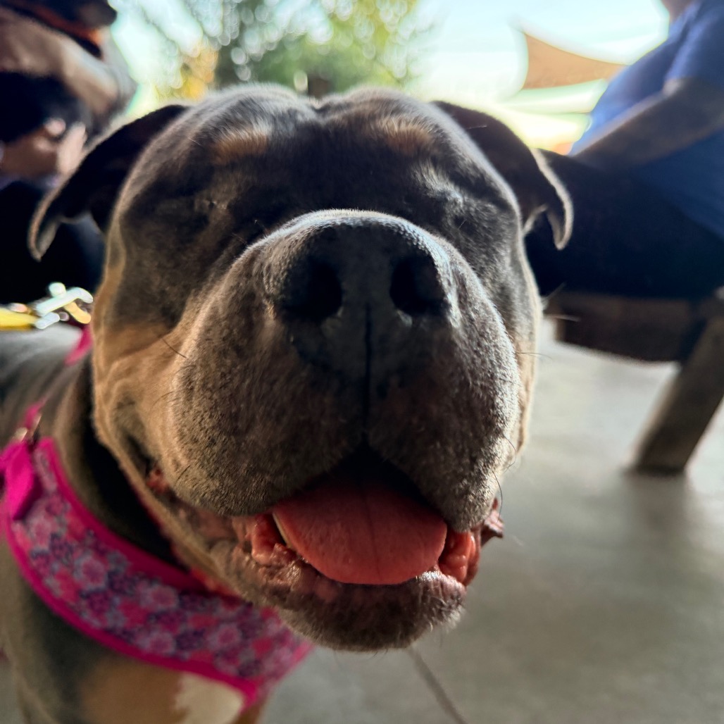 Princess Donut the Queen Anne Chonk, photo 35