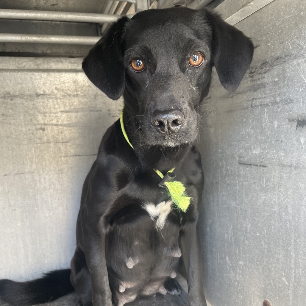 MAGGIE MAKO (MAIZIE) - Retriever, Labrador / Shepherd available for adoption