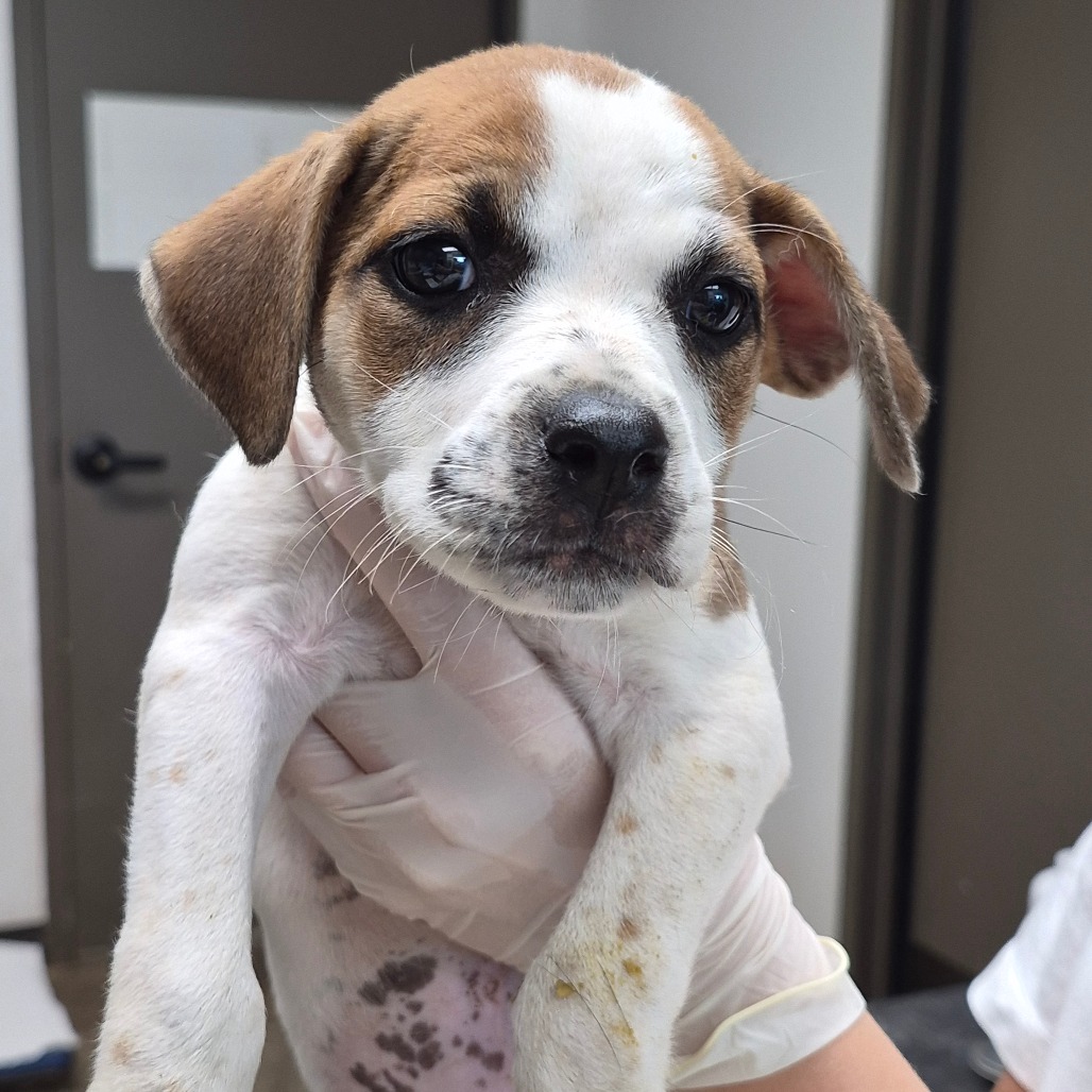 CINNAMON TWIST - Queensland Heeler / Boxer available for adoption