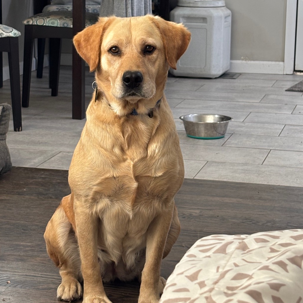 Sandy, Retriever, Yellow Labrador/None