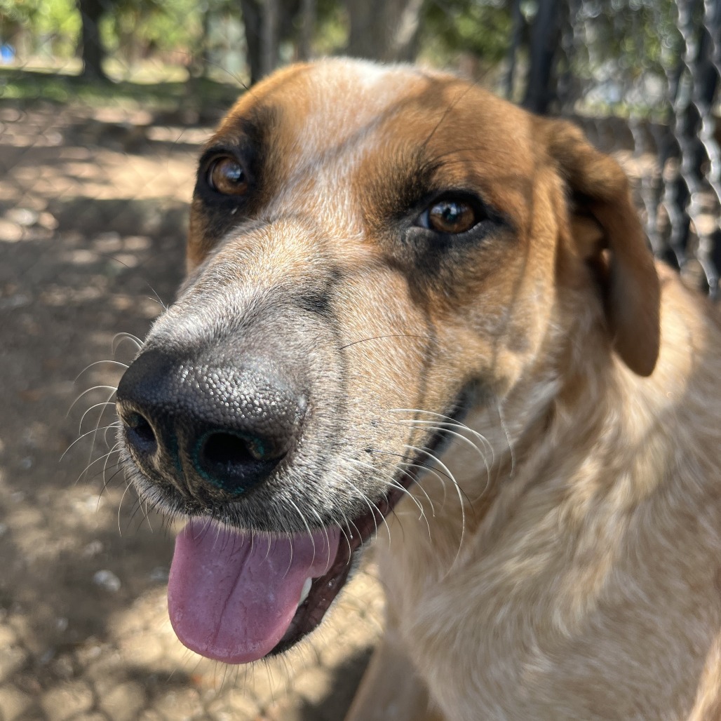 LOREAL - Cattle Dog / Australian (Red Heeler) available for adoption