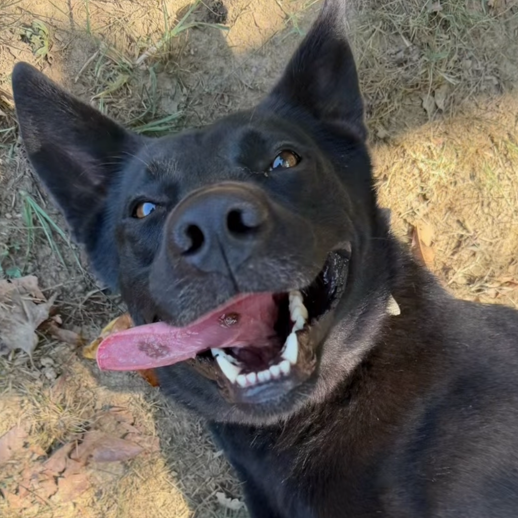 Jet, photo 28