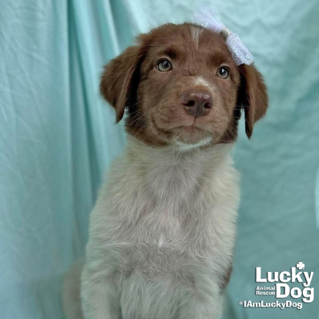 CECILANA - Retriever, Labrador / Mix available for adoption